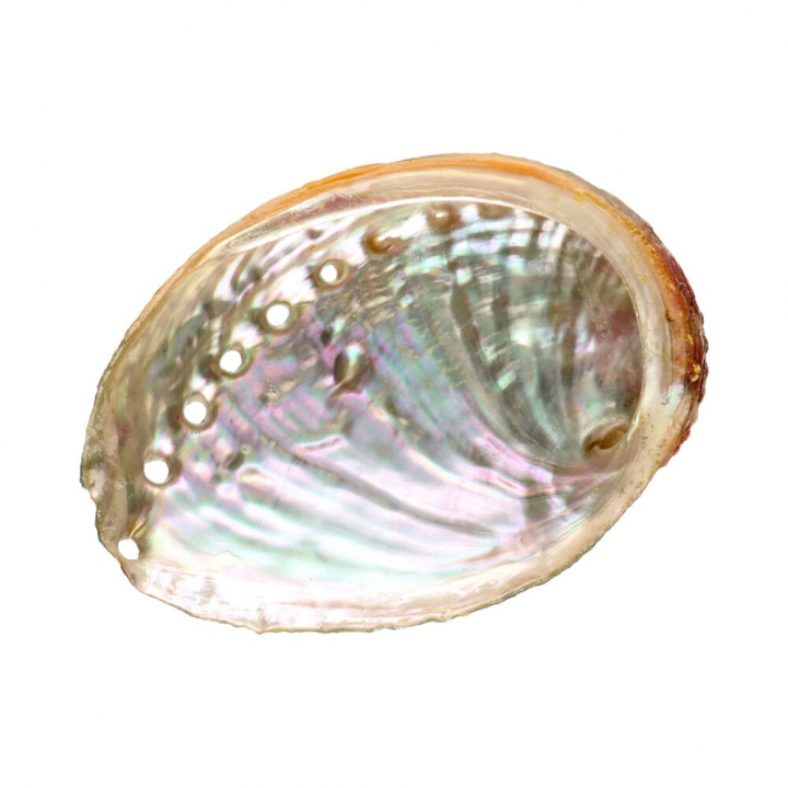 Abalone Shell Small i gruppen Hjem & Sjæl / Ritual & Ceremoni / Røgelsesfad hos Rawfoodshop Scandinavia AB (7923)