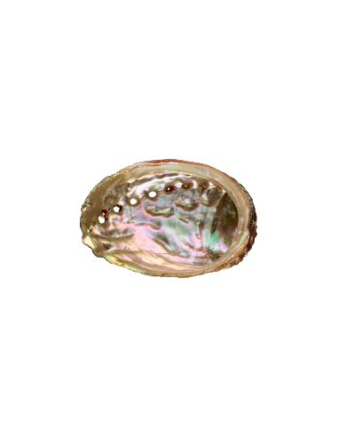 Abalone Shell Lille i gruppen Hjem & Sjæl / Ritual & Ceremoni / Røgelsesfad hos Rawfoodshop Scandinavia AB (7924)