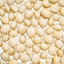 Macadamianødder Premium RAW 1kg