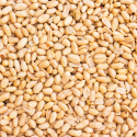 Jordnødder Premium Afskallede RAW ØKO 1kg