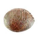Abalone Shell Large