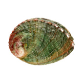 Abalone Shell Lille