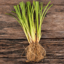Vetiver Æterisk Olie 10ml