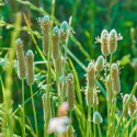 Psyllium Frø ØKO 300g