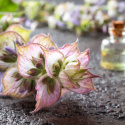 Muskatelsalvia Æterisk Olie 50ml