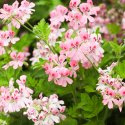 Geranium Æterisk Olie 50ml
