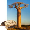 Baobab Pulver ØKO 250g