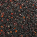 Quinoa Sort ØKO 500g