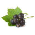 Solbær Pulver ØKO 125g