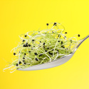 Alfalfafrø ØKO 500g