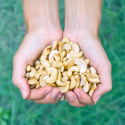 Cashewnødder Delte RAW ØKO 1kg