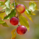 Camu Camu Pulver ØKO 125g