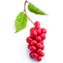 Schisandra Pulver ØKO 125g