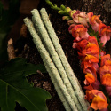 Røgelse Botanico Fresia 6stk