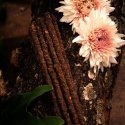 Røgelse Botanico Kryddernellike & Roser 6stk