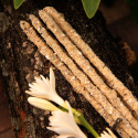 Røgelse Botanico Nardusurt & Frankincense 6stk