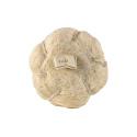 Skrubbesvamp Sisal Ø 12cm